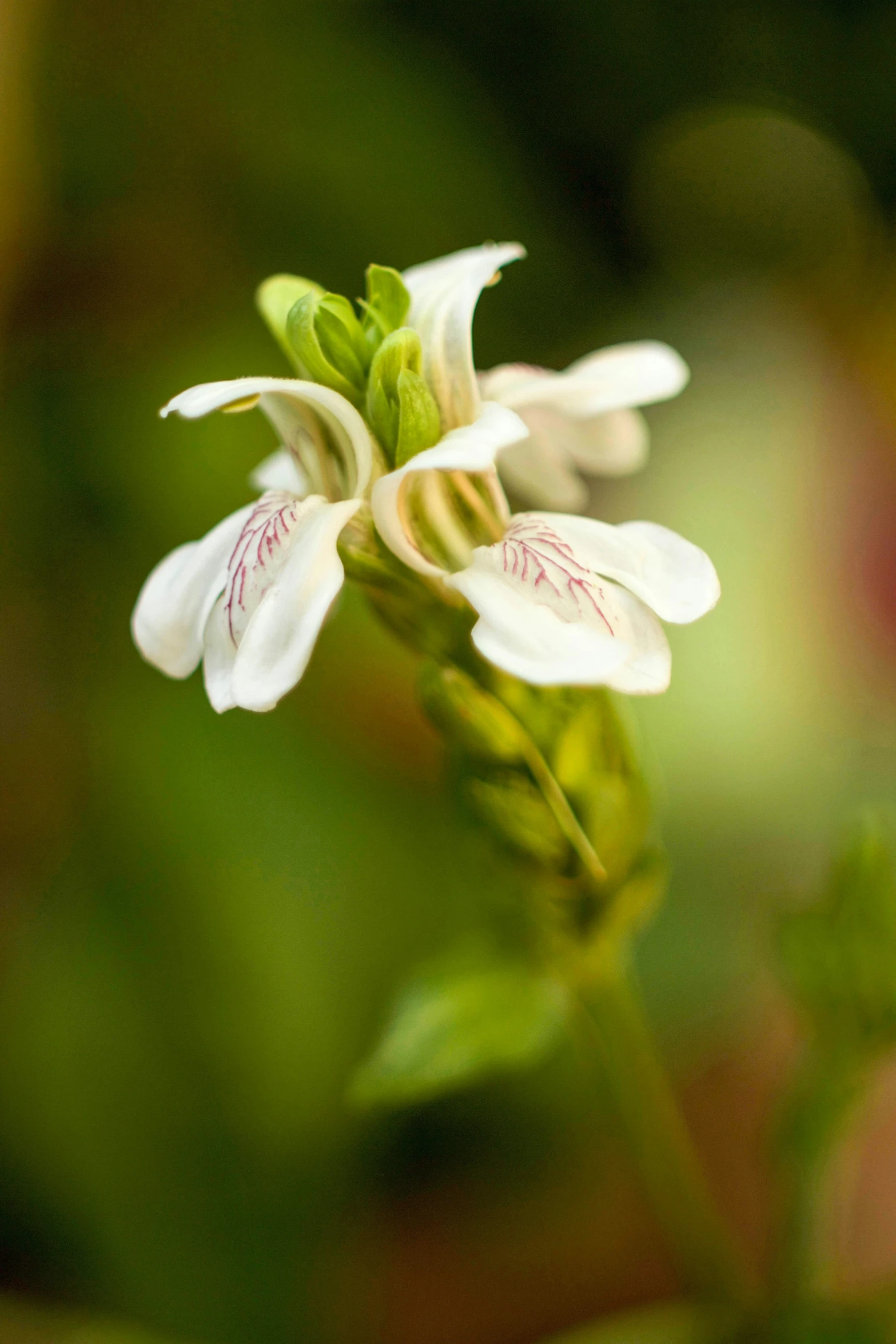 a small white flower is growing through the greenery