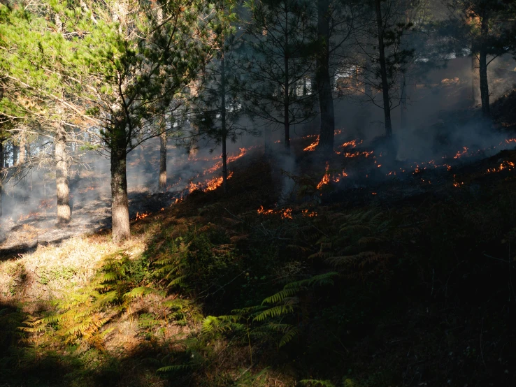 trees are on the hillside while a fire burns