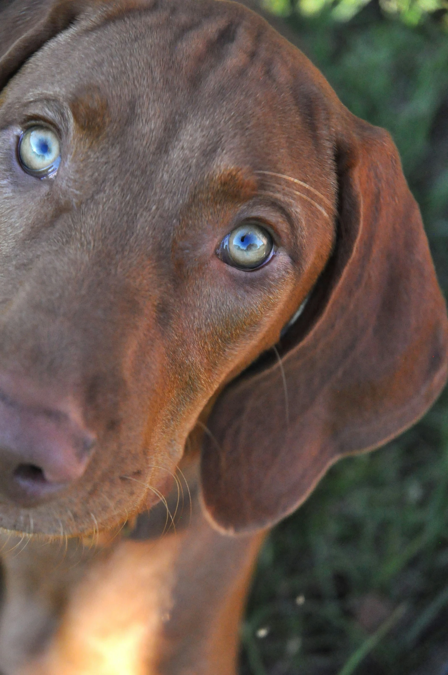 a brown dog with blue eyes staring at soing