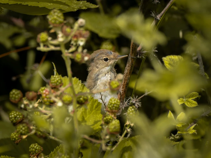 a bird that is sitting on some nches