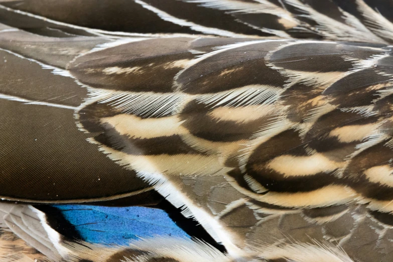 a close up of the feathers on a bird