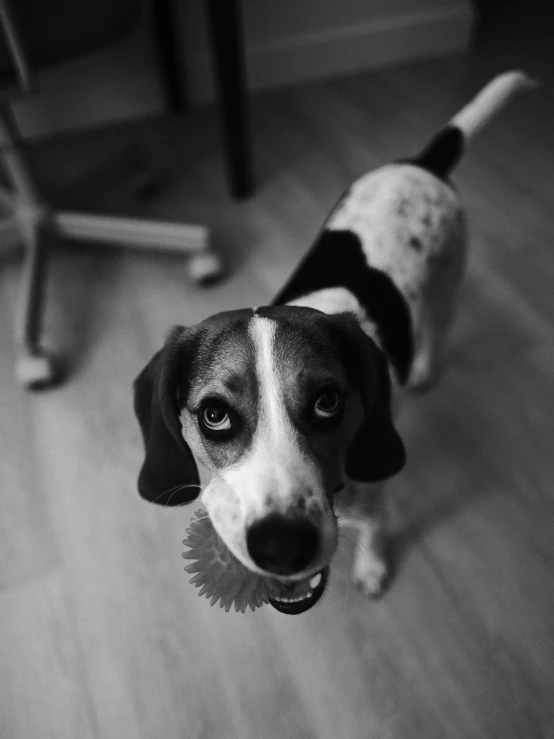 a black and white picture of a beagle on the floor