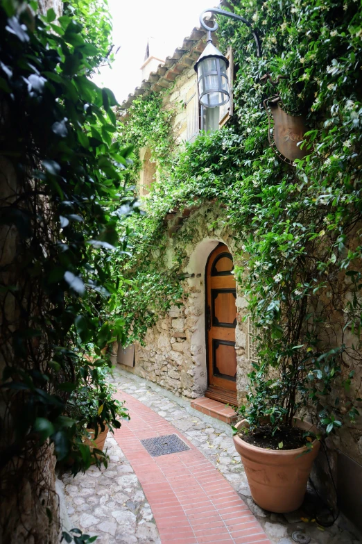 a very pretty small courtyard with lots of plants