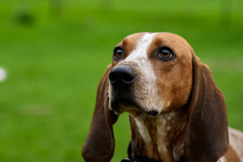 a brown and white dog is sitting in the grass