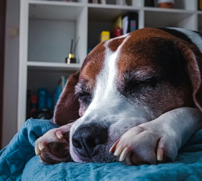 a dog taking a nap on a couch in a bedroom