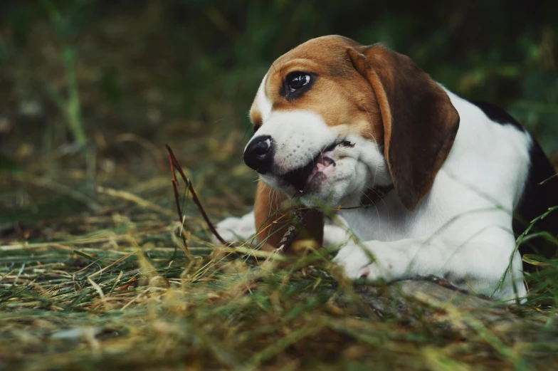 a beagle puppy chewing on some brown grass