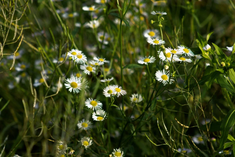 some little white daisies in a field of green