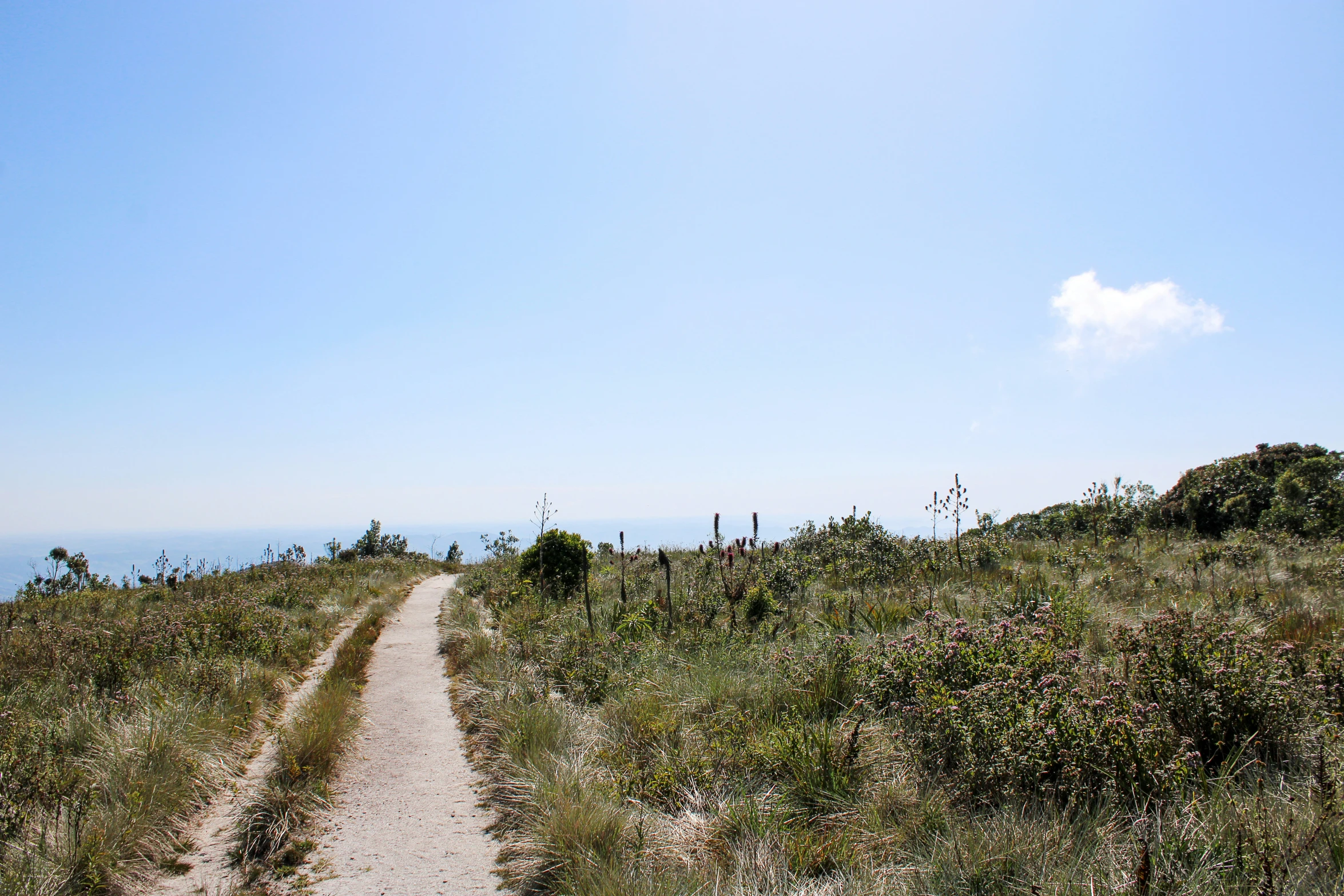 a small pathway that goes to the top of a hill