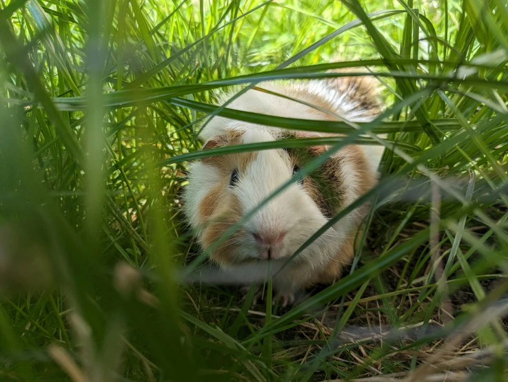 a small animal that is in the grass