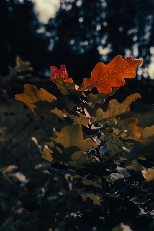 some brown and yellow leaves are in the woods