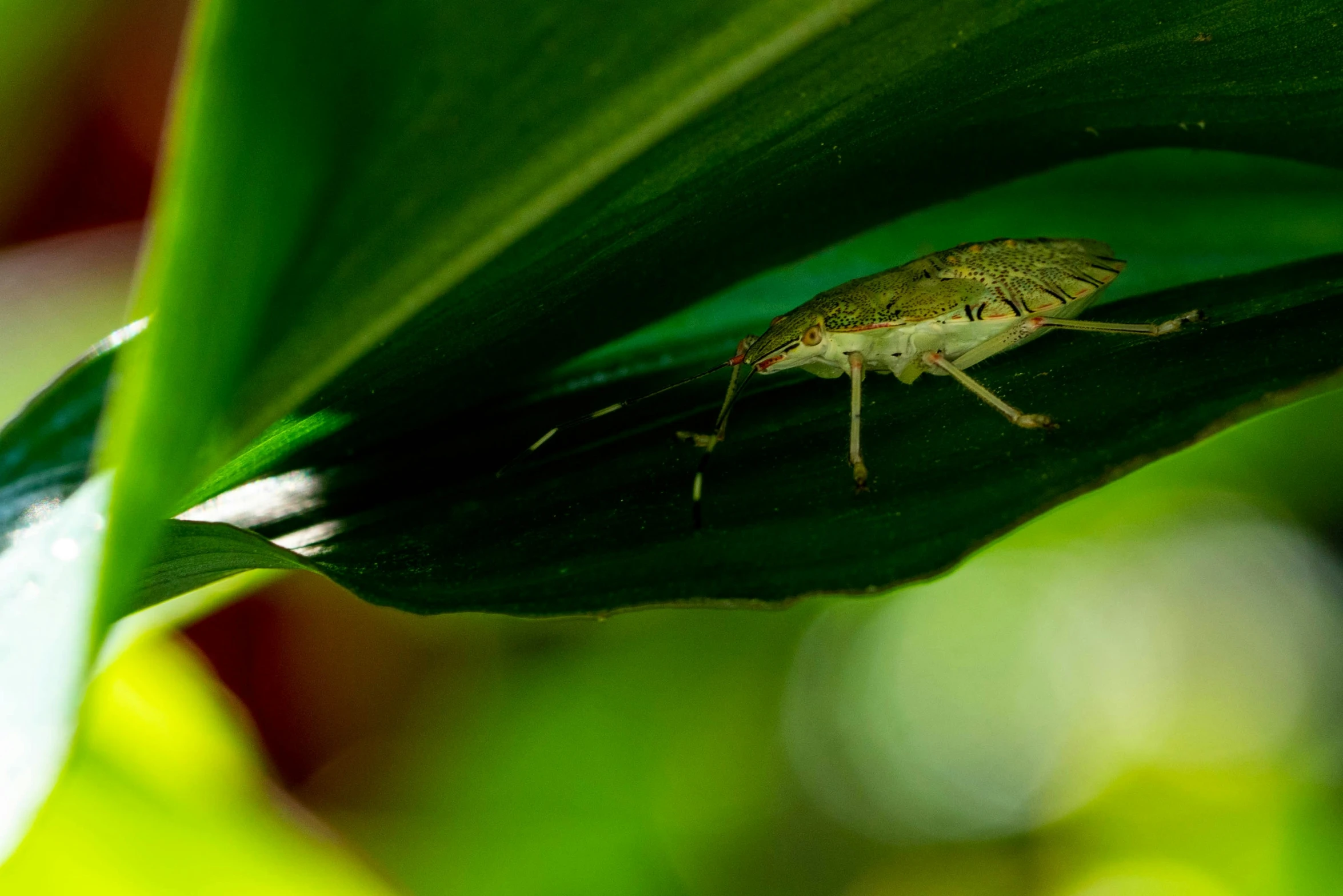 a insect on the green leaf of a plant