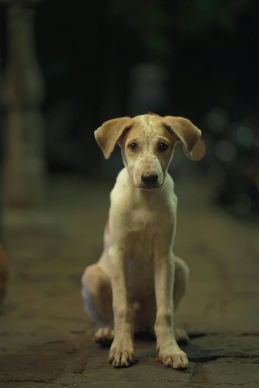 a close up of a small dog on a tile floor