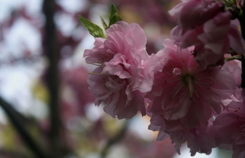 closeup view of the pink blossoms on the tree