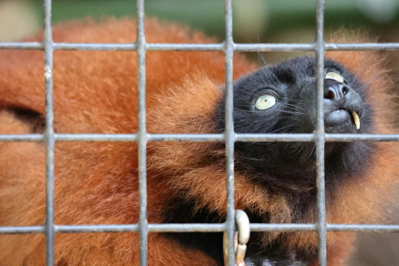 a monkey sticks its head through the bars of a cage