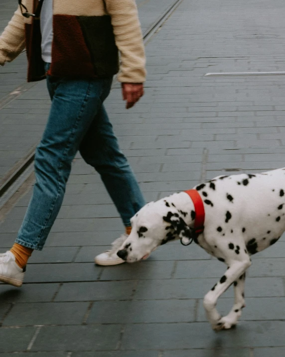 man walking with white and black dalmatian dog down sidewalk