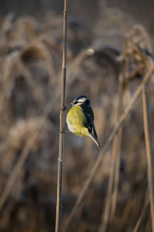 a bird sits on top of a thin nch