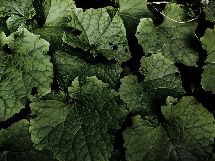 the large leaves are covered in raindrops on a sunny day