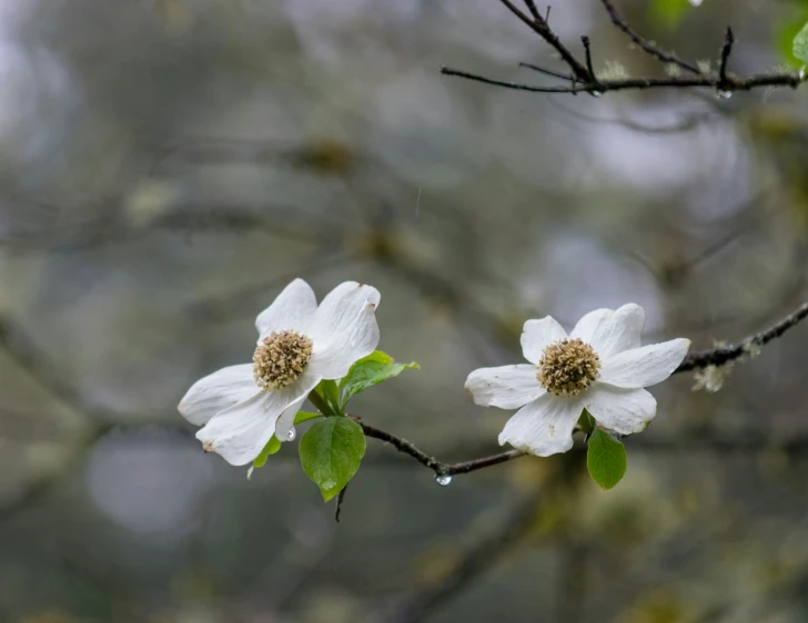 there are two blossoms hanging from the nches