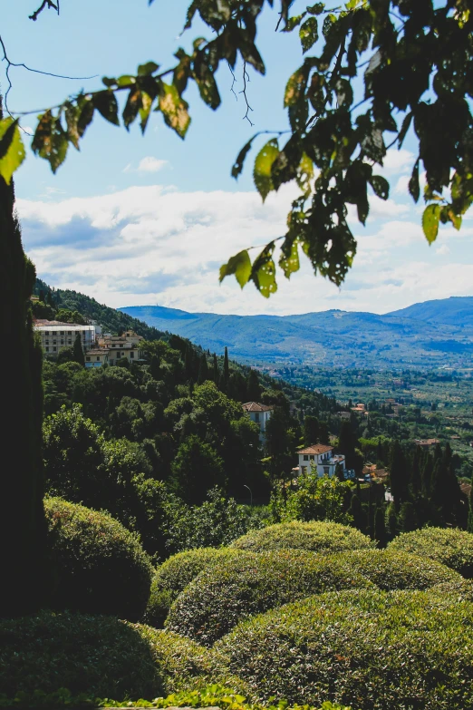 a hillside that has lots of trees in it