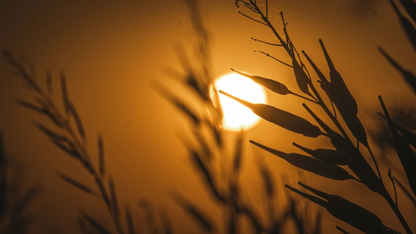 the sun is seen behind some leaves and mist