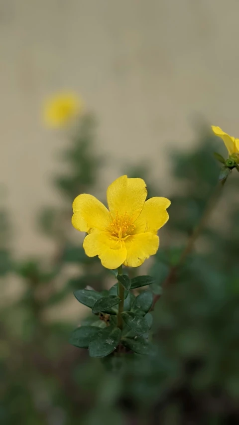 a couple of yellow flowers with lots of leaves