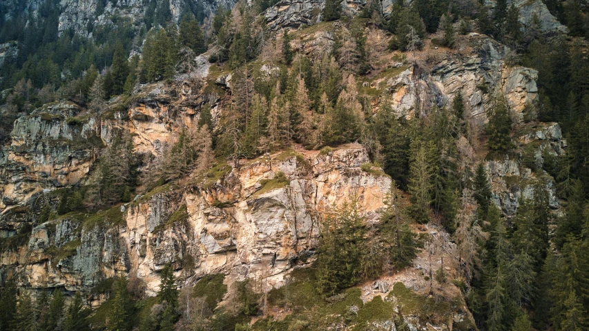 a group of trees next to a hillside in a forest