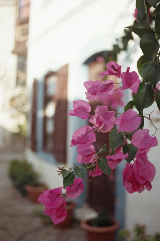 the small pink flower has leaves and flowers on it