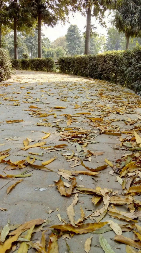 some yellow leaves are on the ground in the street