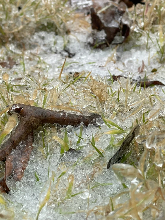 an old stick lies in the ice crystals