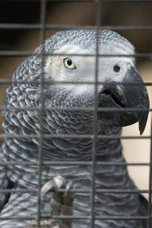 a close up of a parrot in a cage