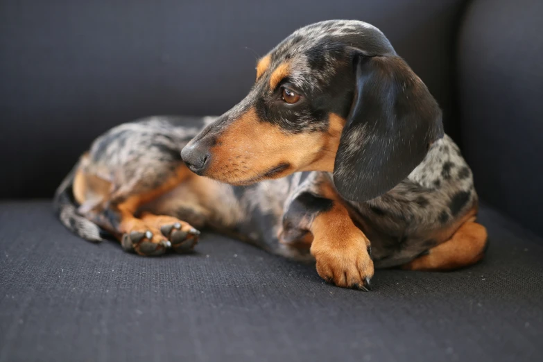 a dog is sitting on a blue couch