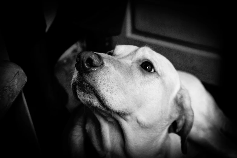 a close up of a dog resting in a chair