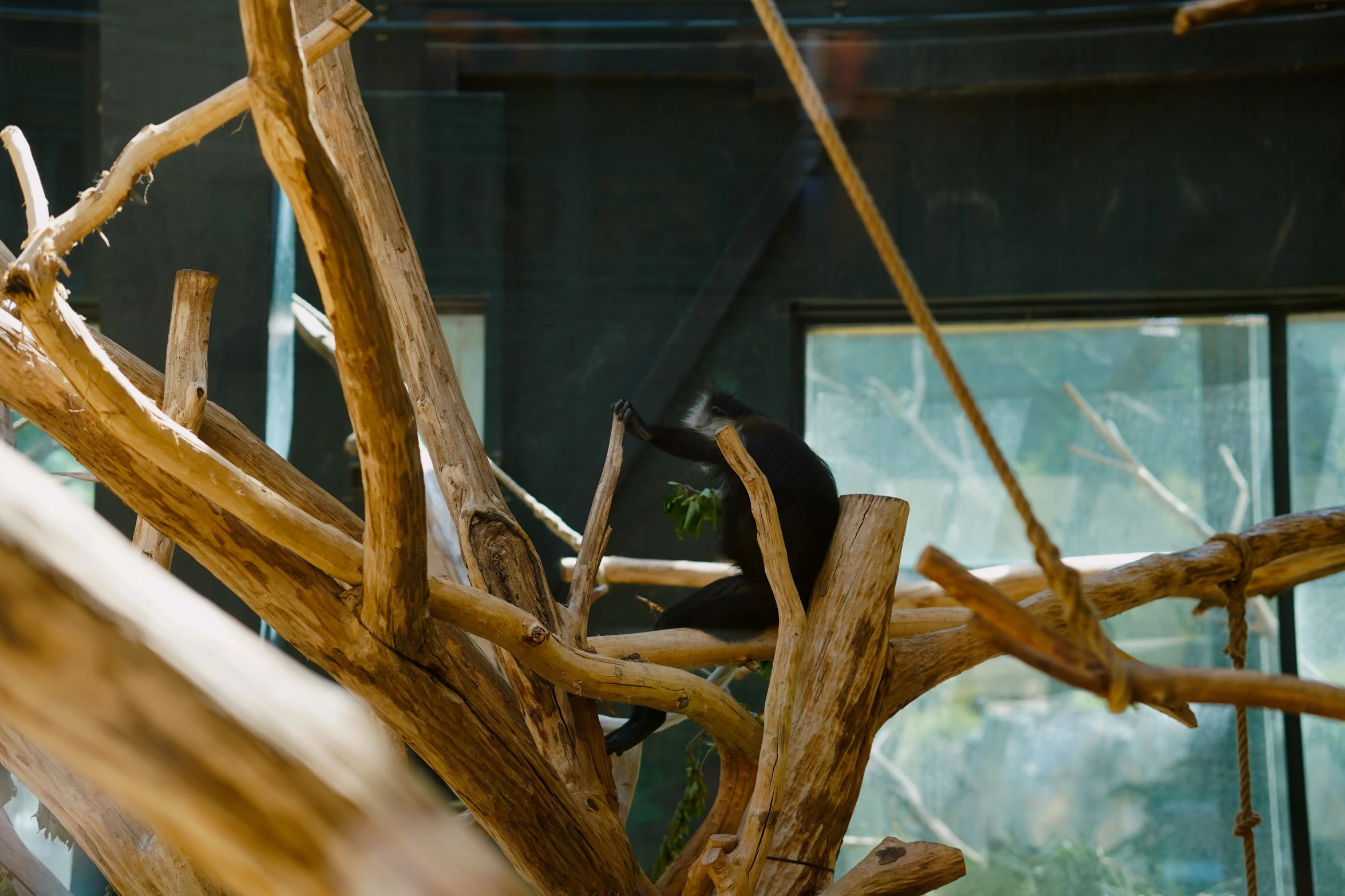 a large animal in a wooden enclosure sitting on some nches