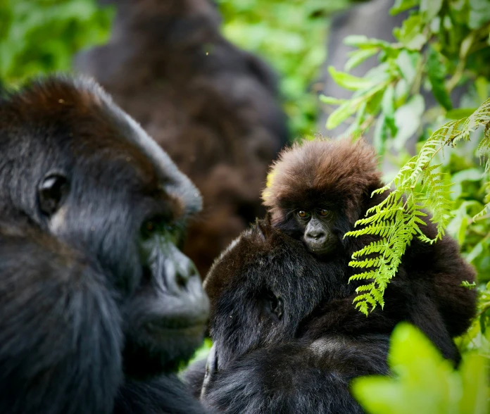 two baby gorillas are sitting in the woods