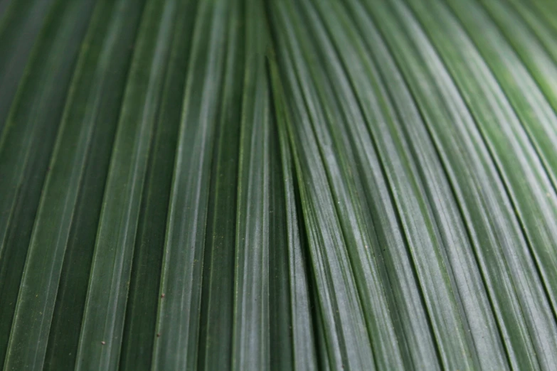 a closeup of a giant leaf showing thin lines