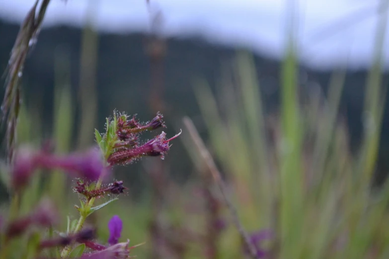 pink flowers in the middle of the field with mountains in background