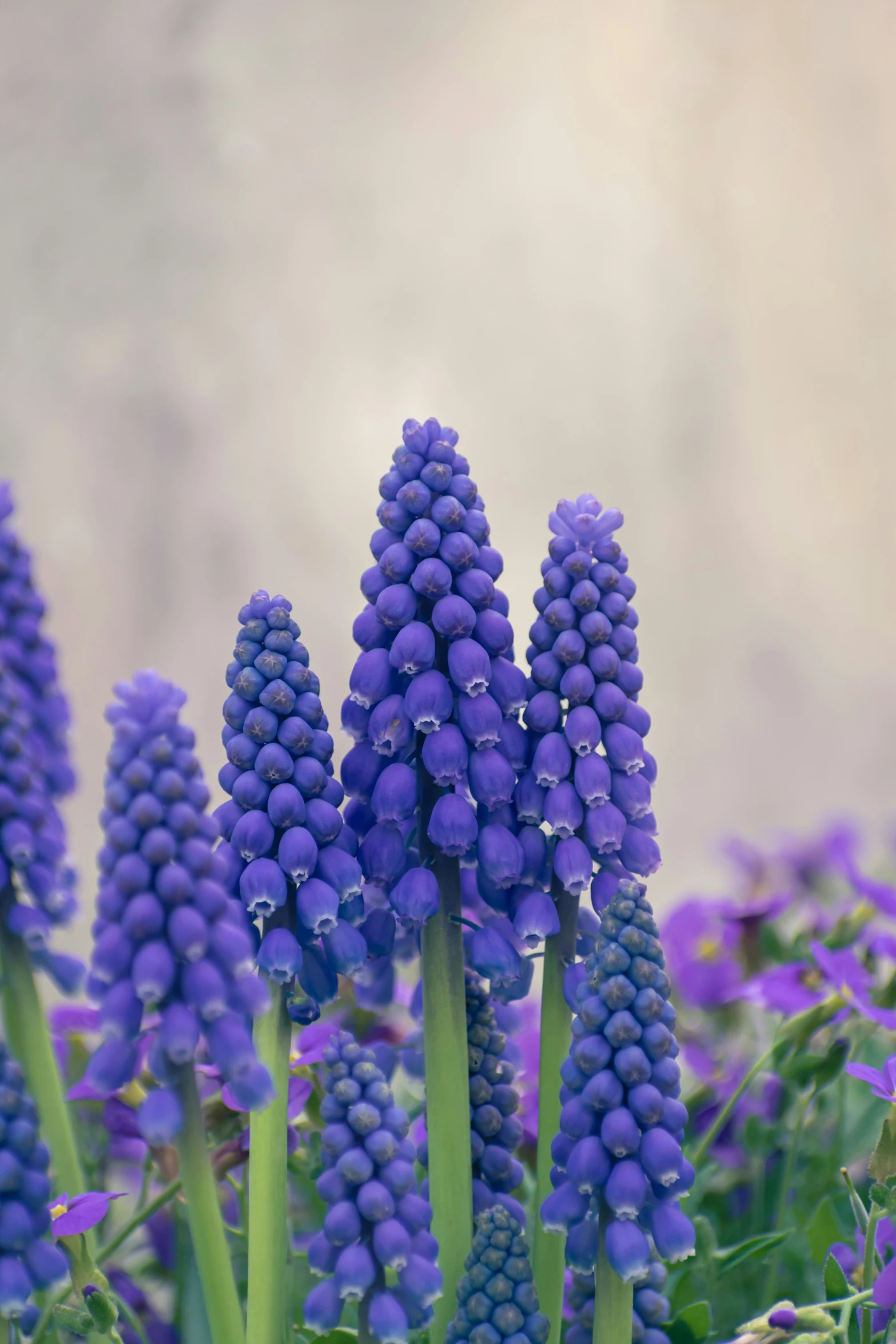 purple flowers blooming in the spring near other blue plants