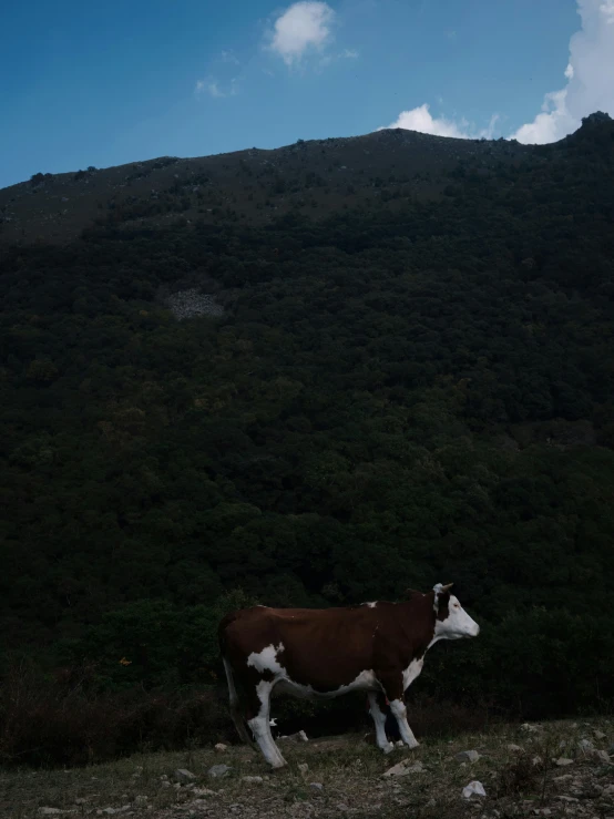 two cows are standing together in a field