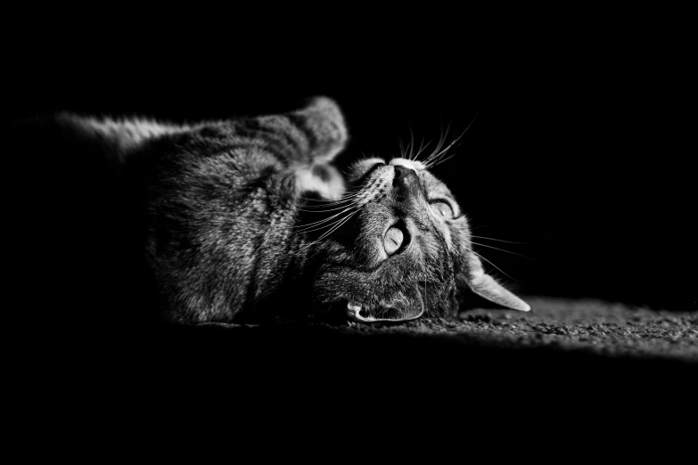 a grey cat laying on the ground