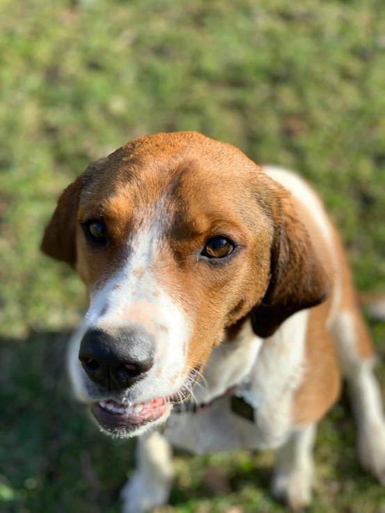 a brown and white dog with its tongue out
