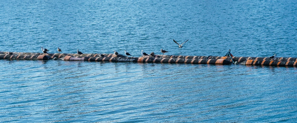 a group of birds sitting on a log floating on the water