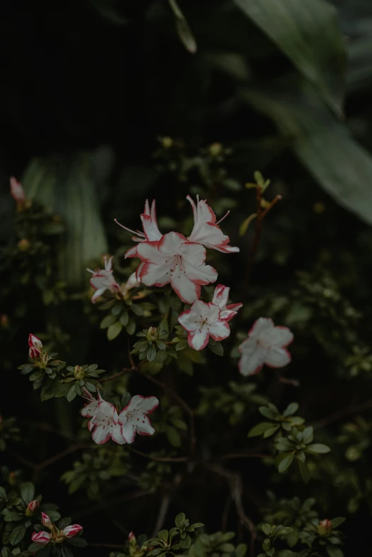 a picture of some flowers in the trees