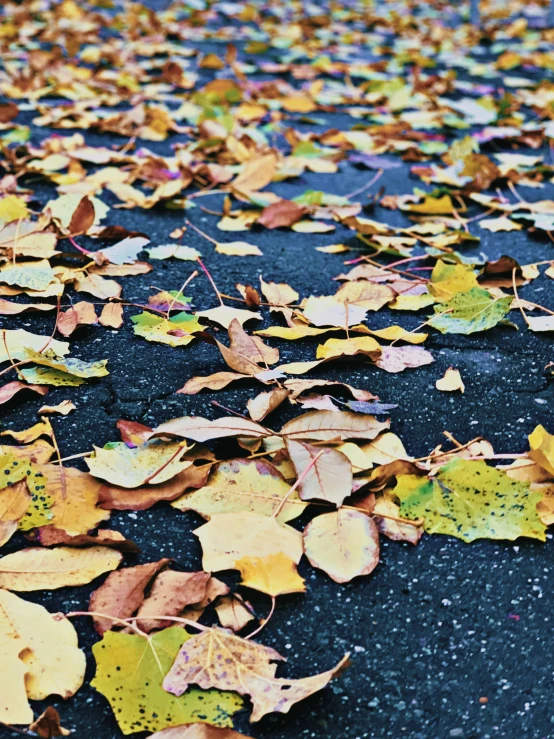 several colorful leaves laying on the ground in front of the street