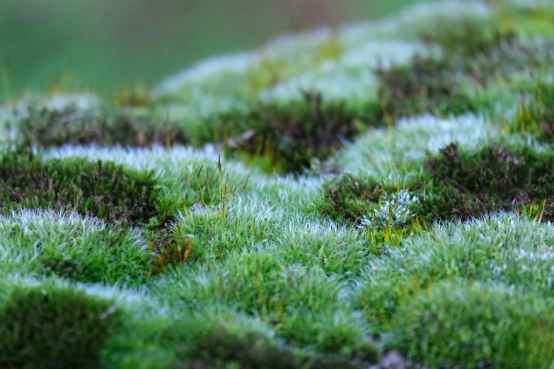 a group of green moss covered in light