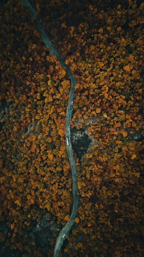 a picture of a river and a forest in the distance