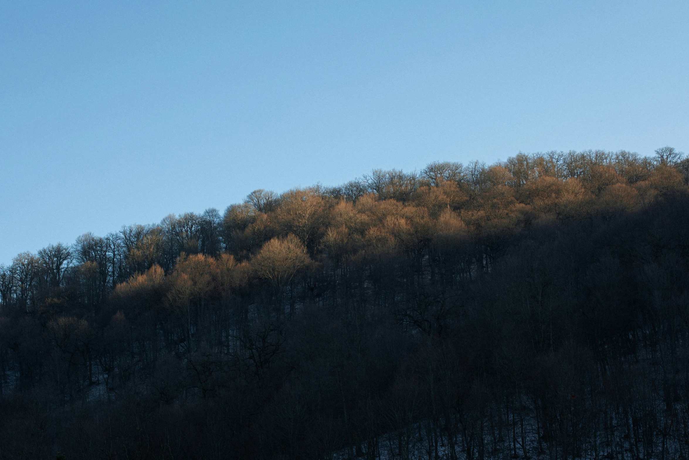 some trees are growing on the mountain, in a blue sky