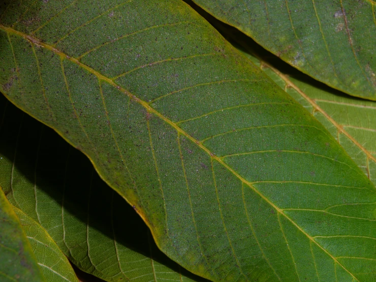 a large leaf with a green, yellow, and red stripe