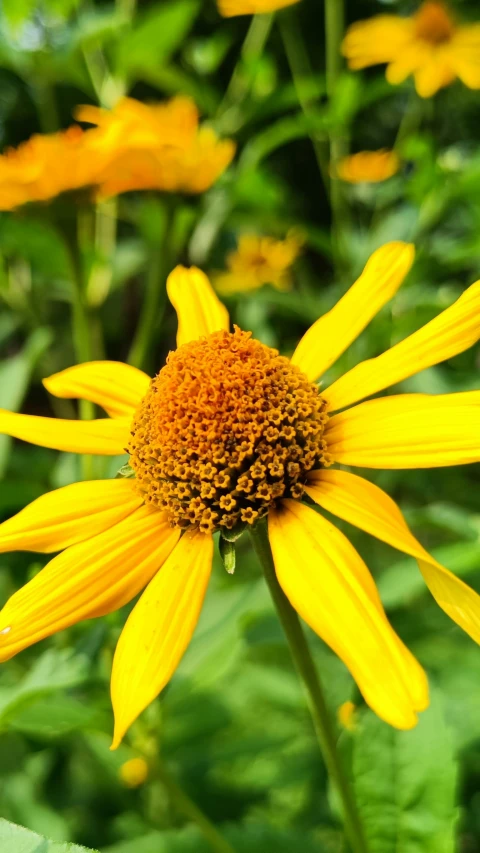 a close up of a bright yellow sunflower