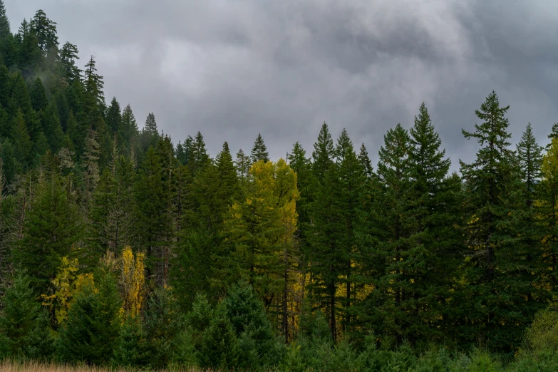 trees on a dark cloudy day with some very thin grass