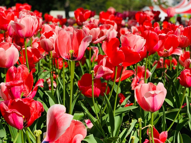 a large number of flowers in full bloom